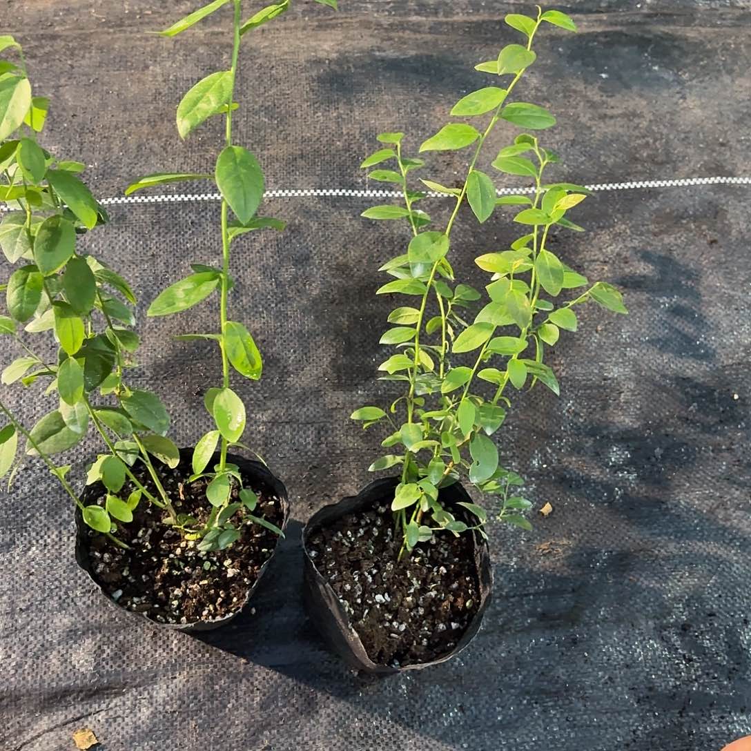 小钵苗F6福利价 不售后