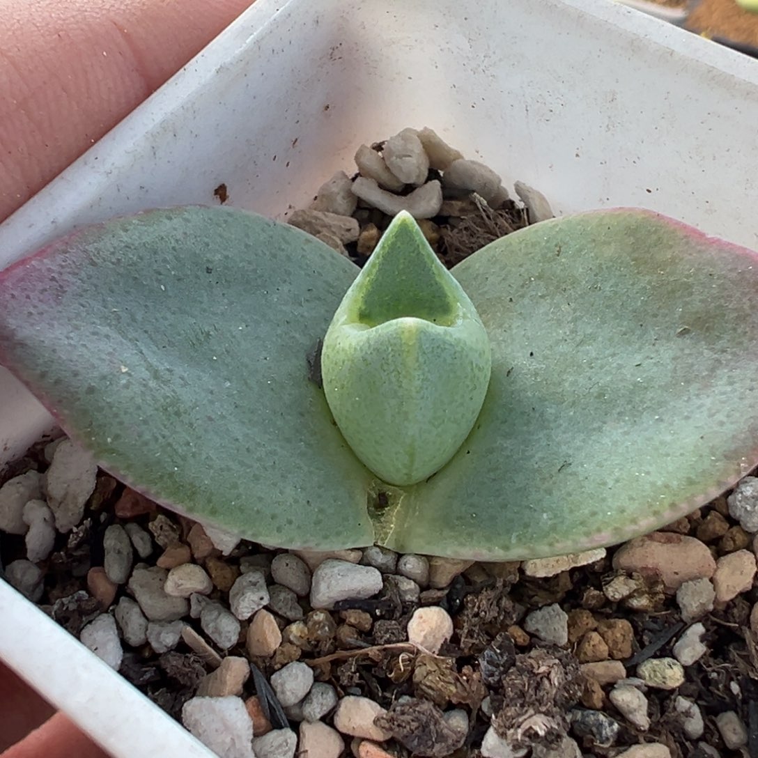 185多肉植物种类多样