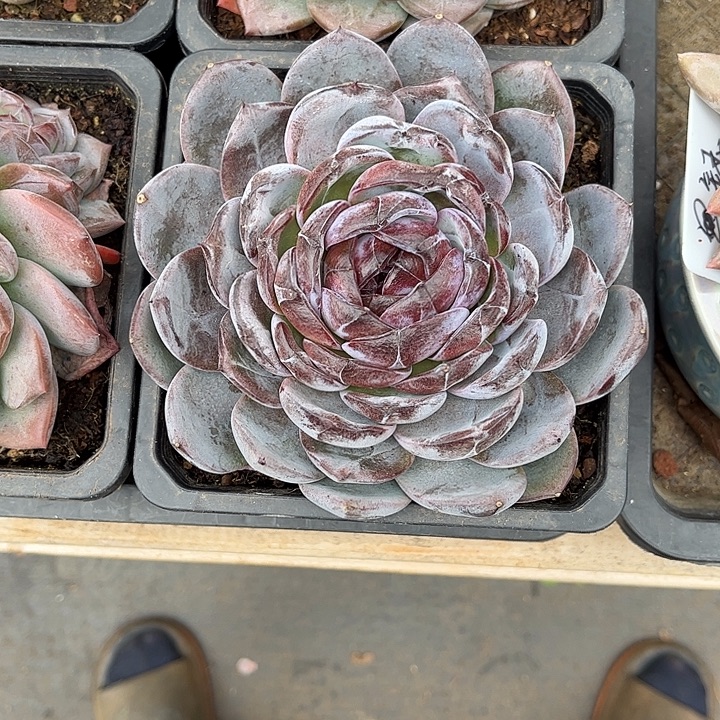 迷***雪多肉植物一物一拍