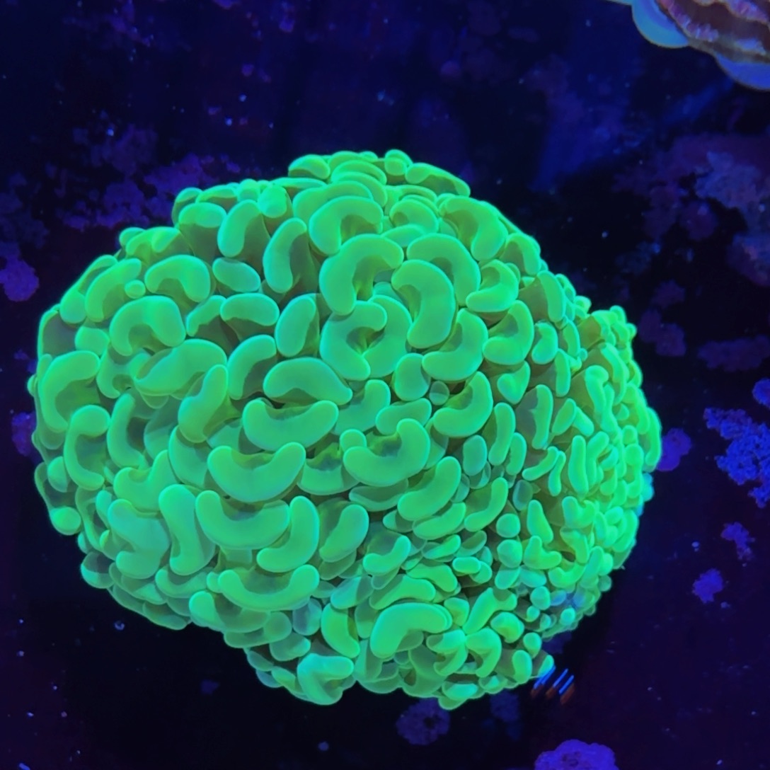 万鱼来朝海水观赏