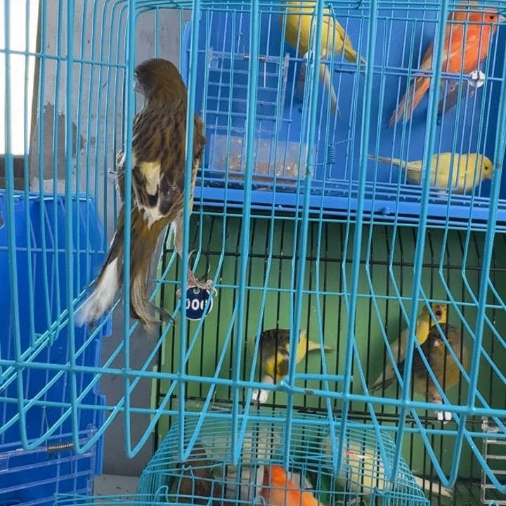 你***仙文鸟特价桂皮公一只，京东发