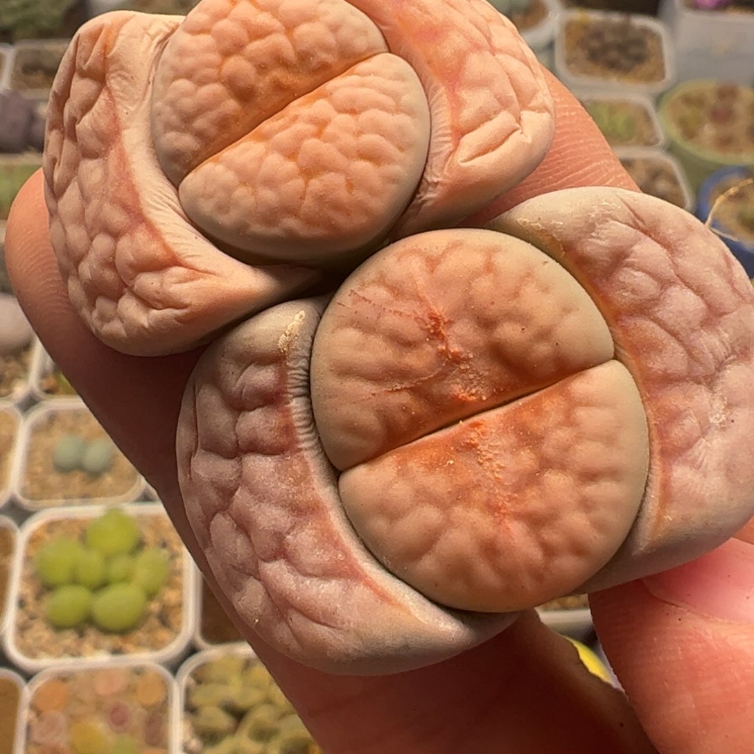 粉红豹母本一组多肉植物