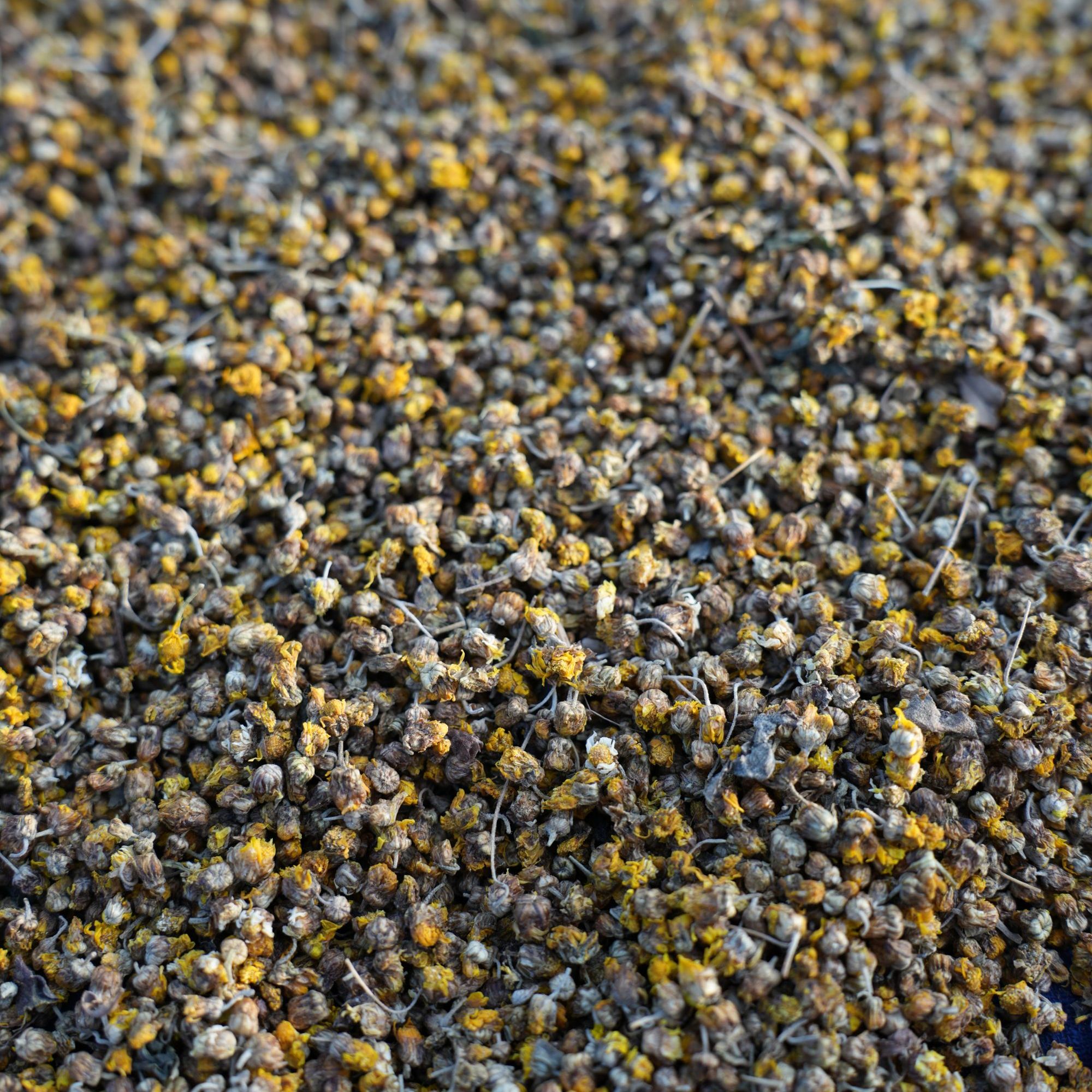 代卖秦岭农家自寻野菊花