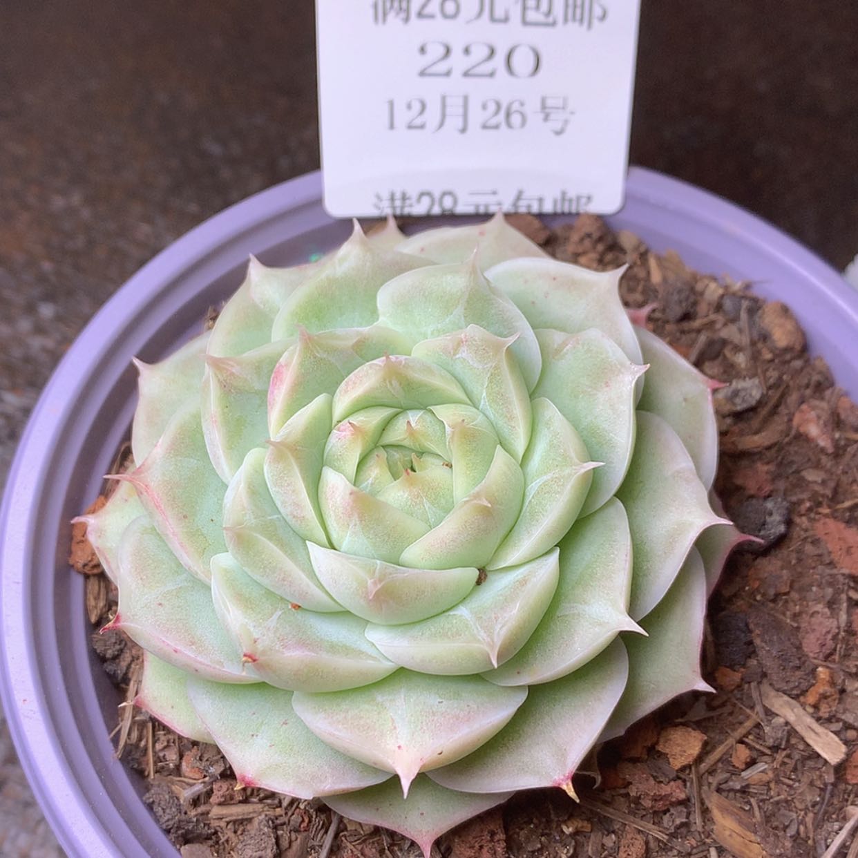 【闪购商品】云220号白月影6厘米