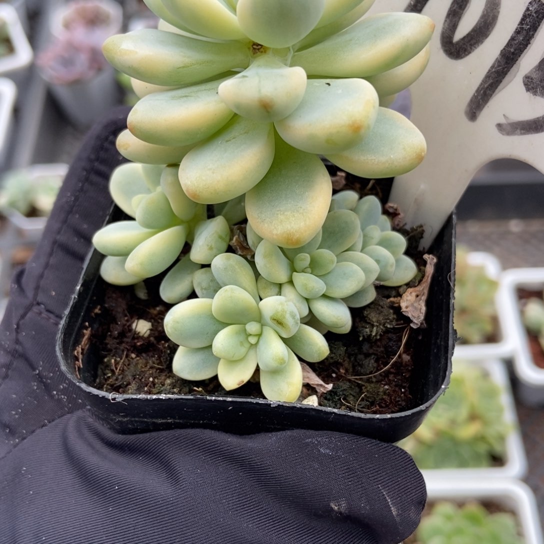 1015劳尔锦多肉植物多肉