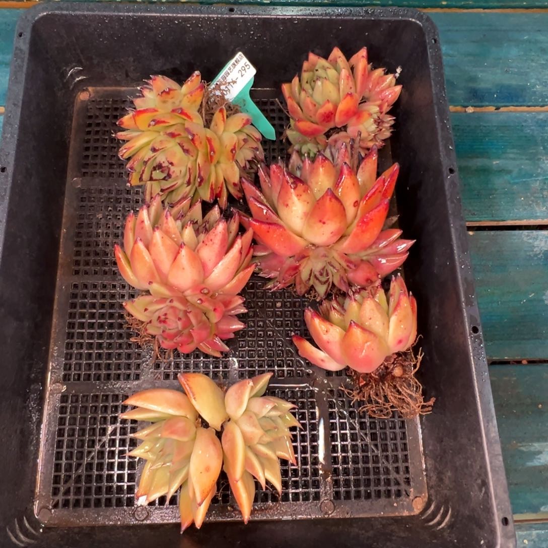 从前慢多肉精选编号0114.295