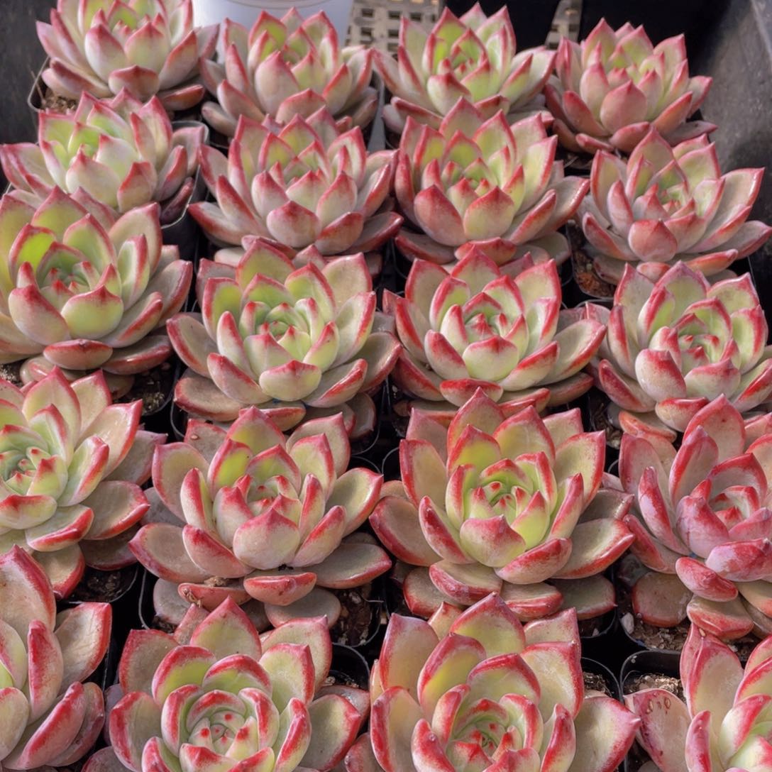 量拍137号 夜魔侠单头一个