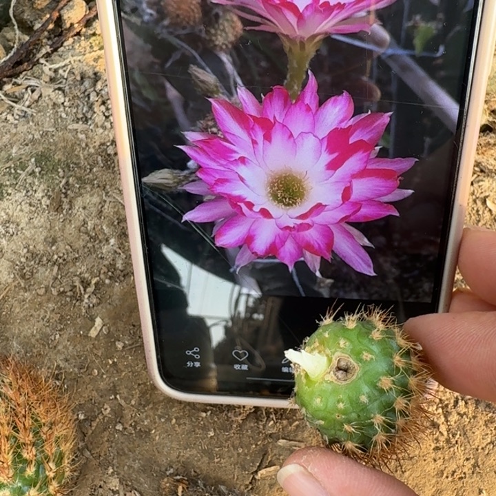 215丽花花孔雀虫咬歪2到3公分左右无根侧牙，20包邮