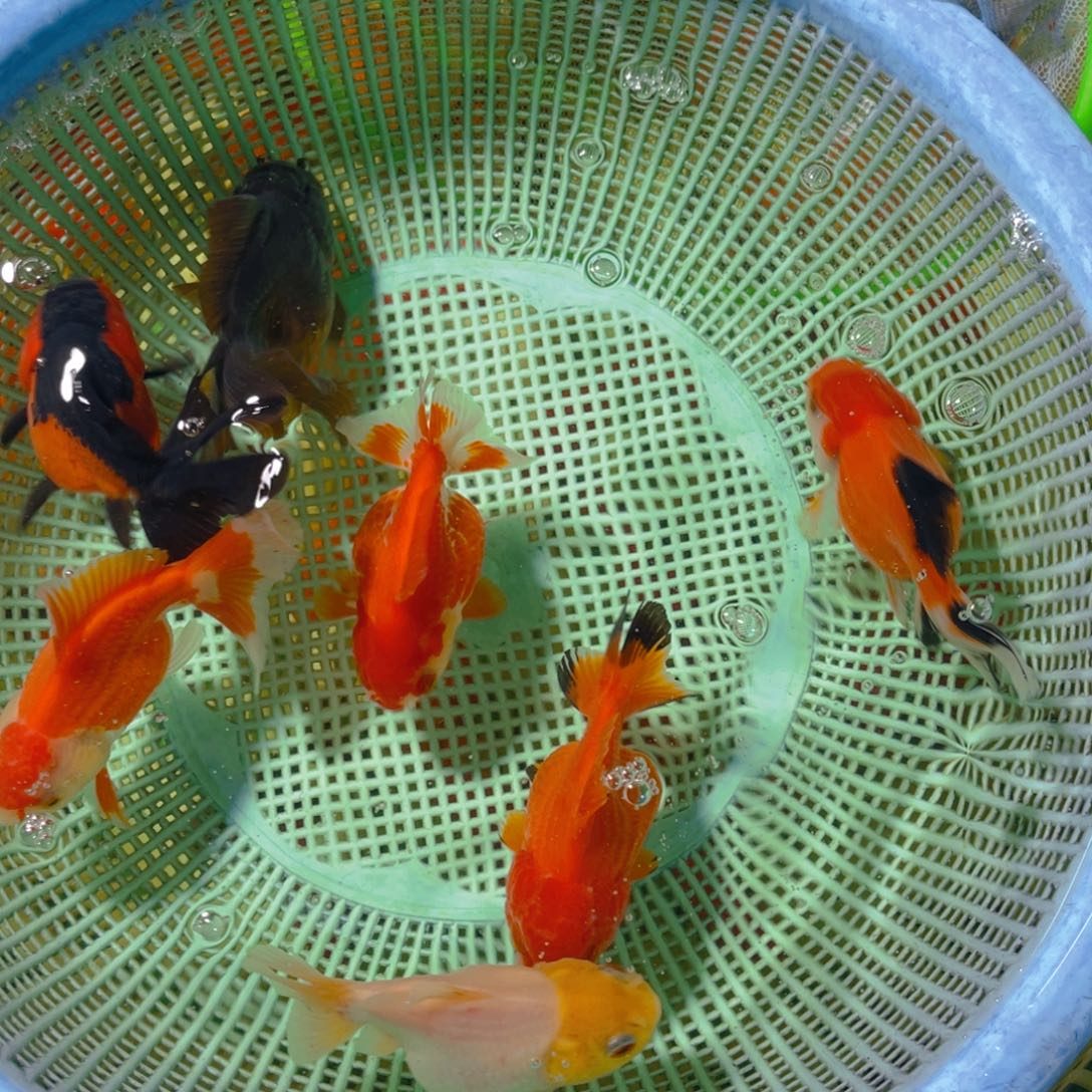 海水鱼花泰狮金鱼19号
