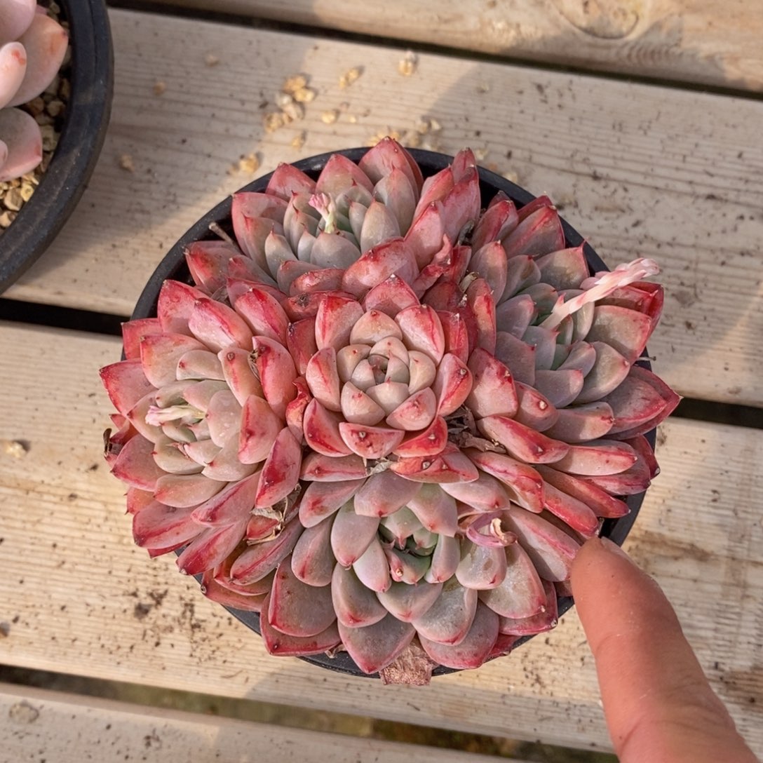 一物一拍精品多肉满38包邮-阿尔巴佳人