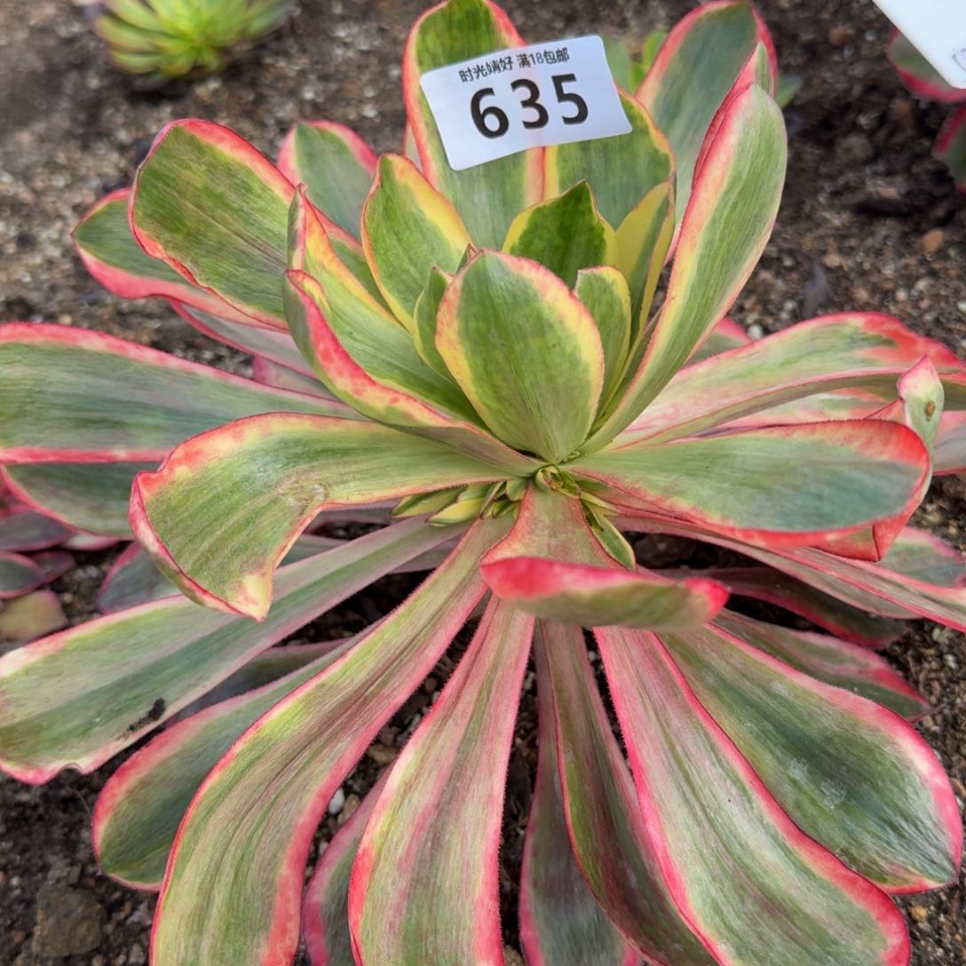 635红魔女。多肉植物