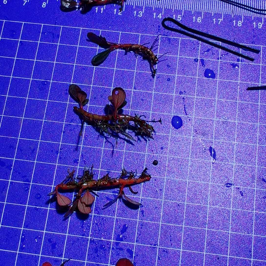 无花朵福利2号红脉芭蕉一头