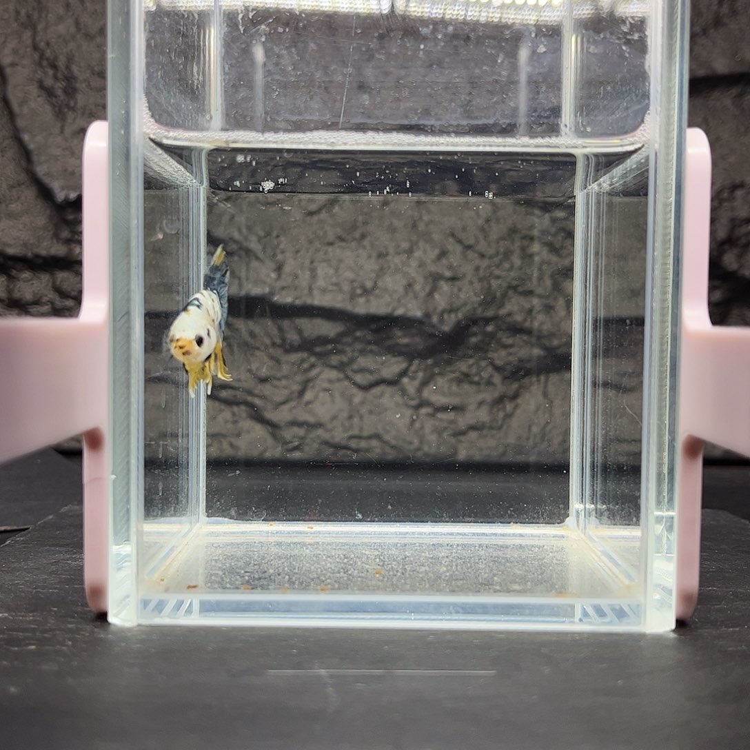 海水鱼宙斯斗鱼竞拍12-05