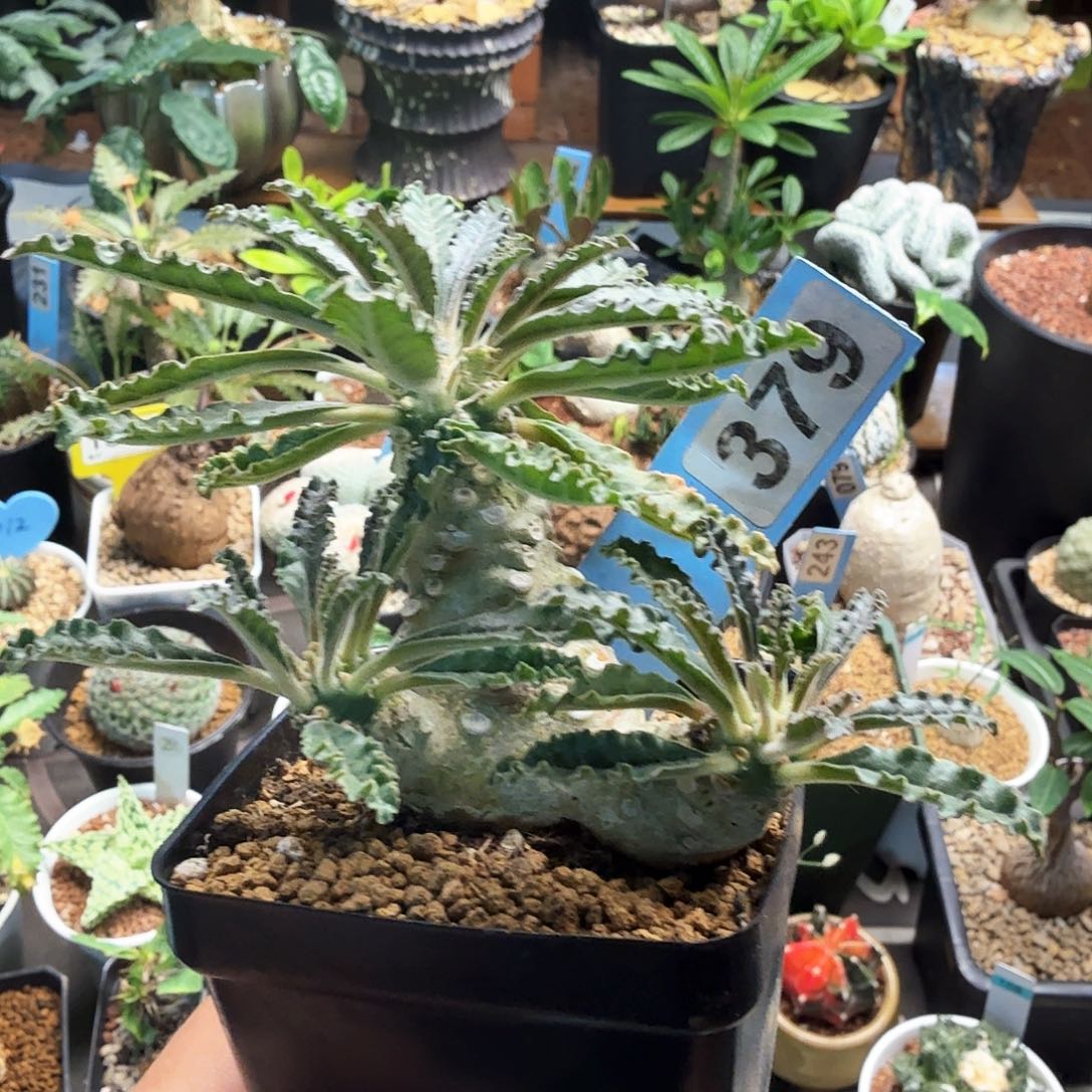 多头椰子琉桑379块根植物