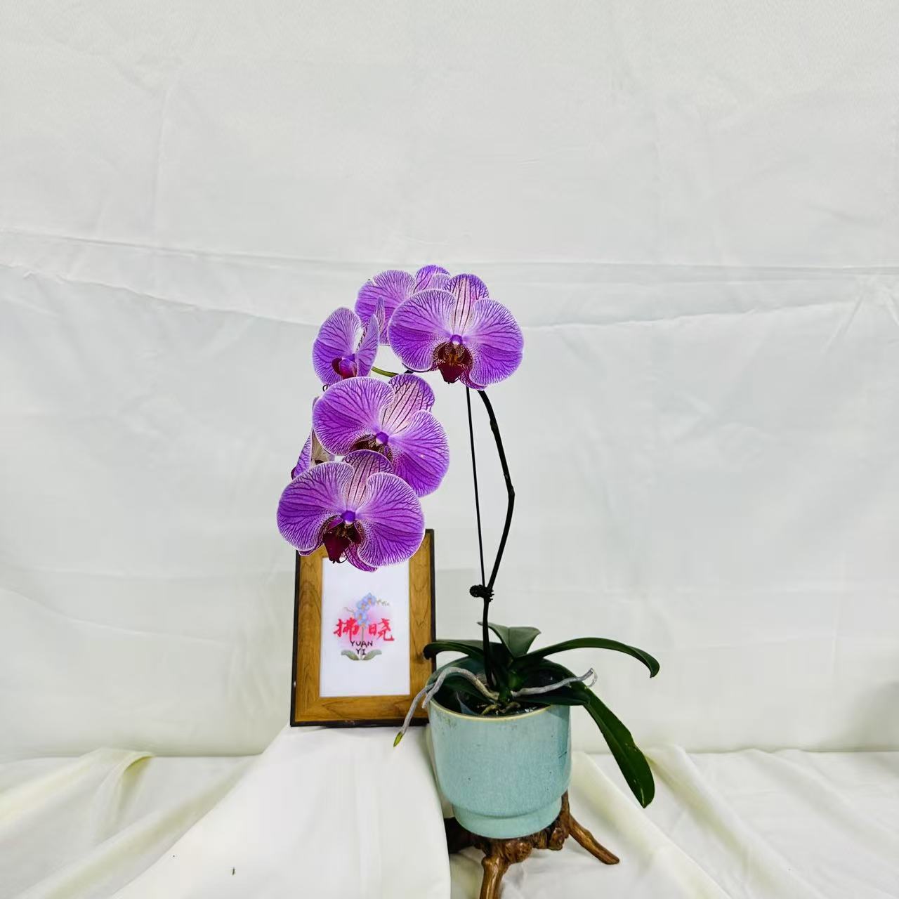 拂晓蝴蝶兰（旋律全花）开花珠发货