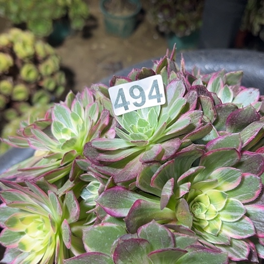 用***3多肉植物一个万花同494