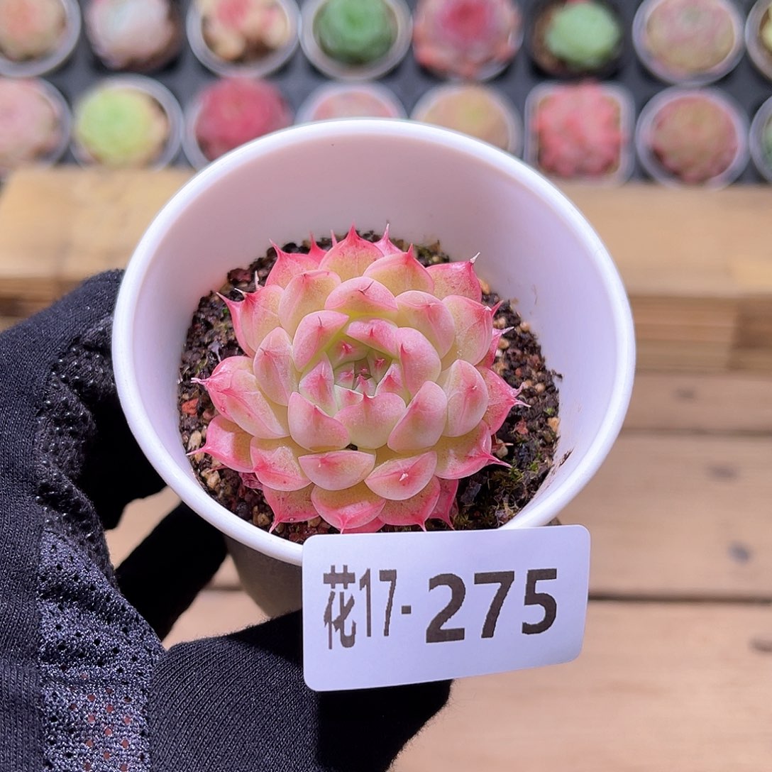 花利美17-275海王单头