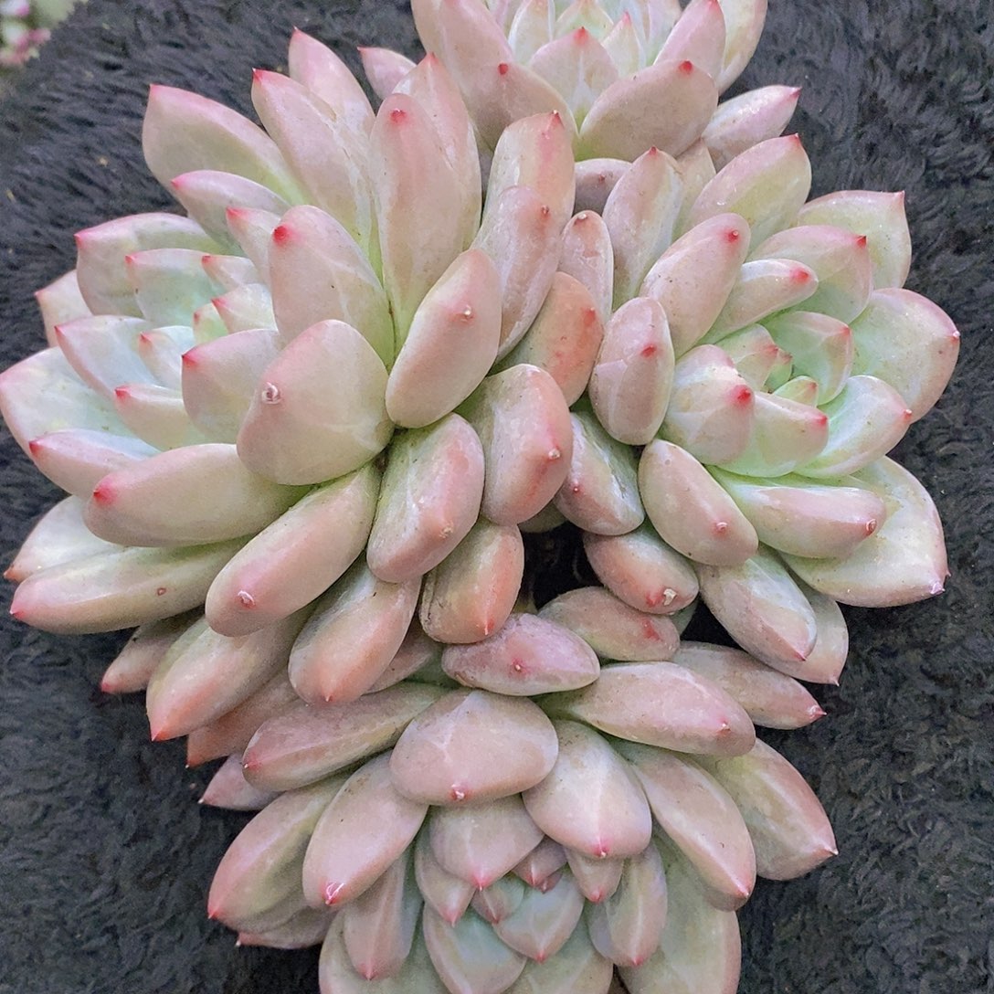 多肉植物多肉植物