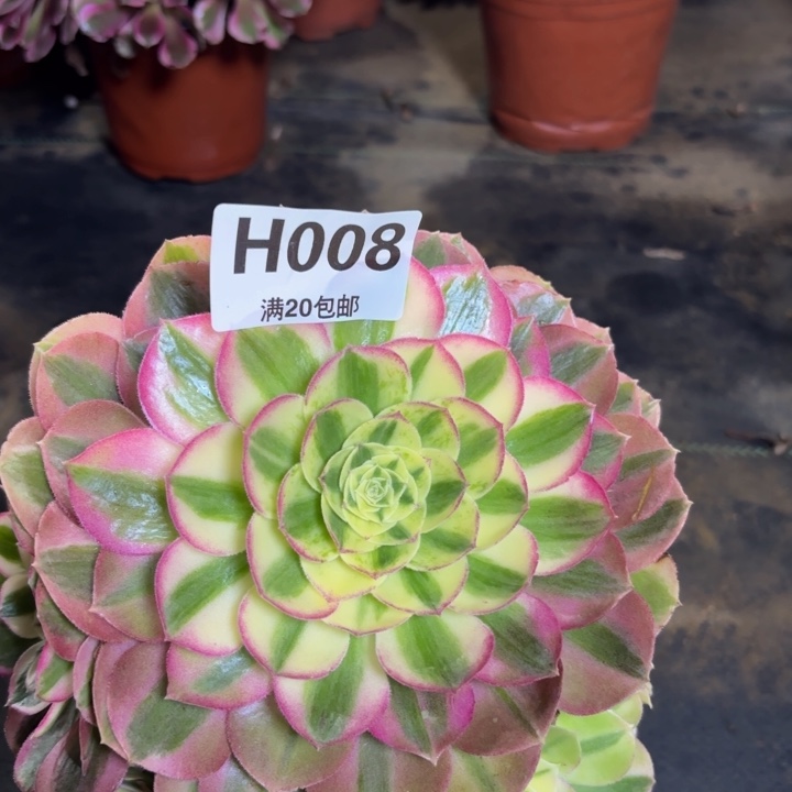 瑞妈多肉植物，008.