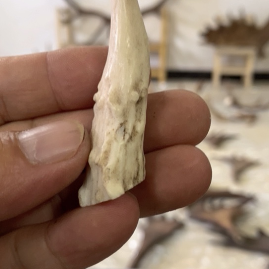 大叶紫檀（黑酸枝木类）