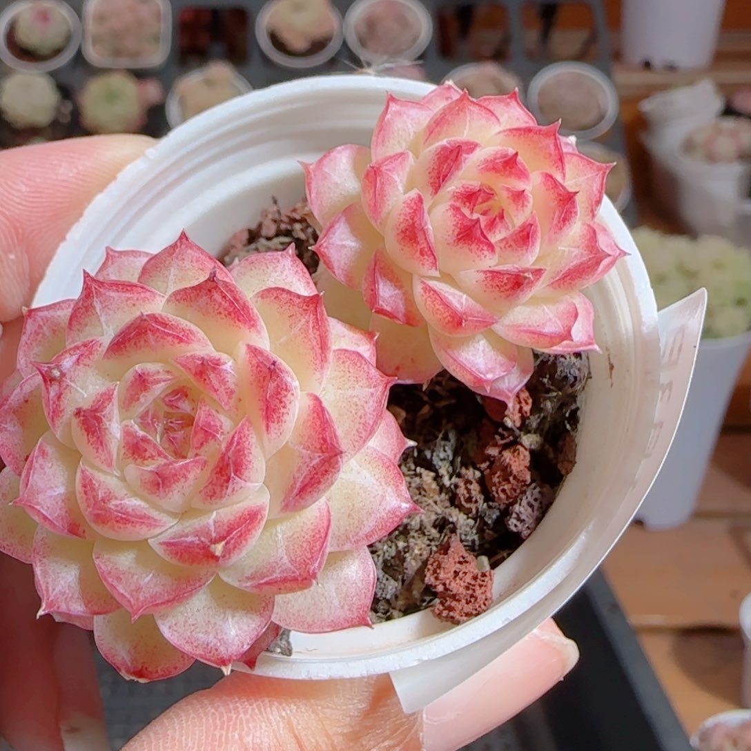 花语多肉0103-232散