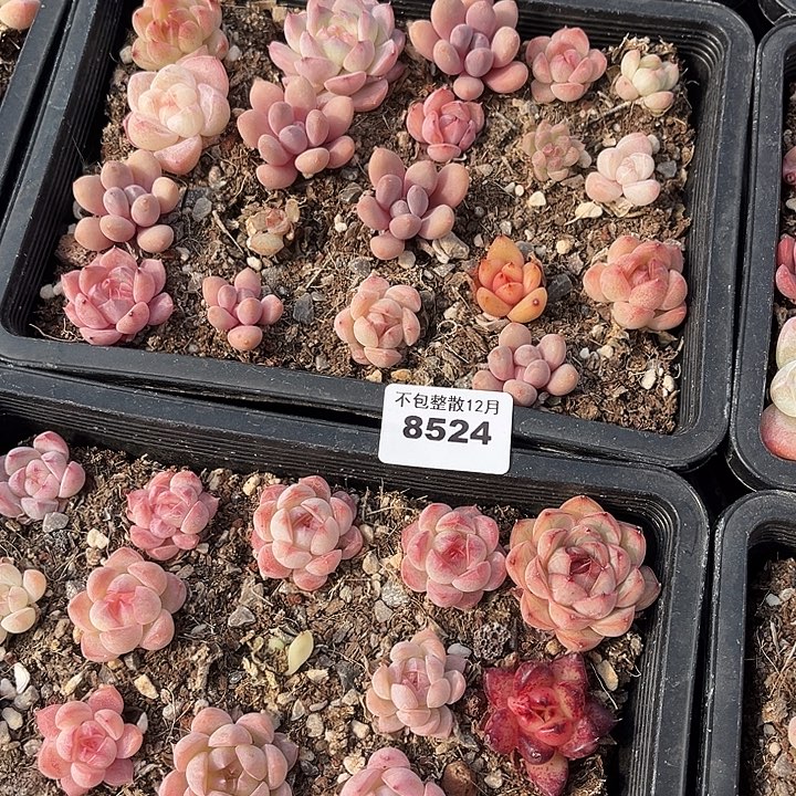 阿雅园艺。        8524两盒