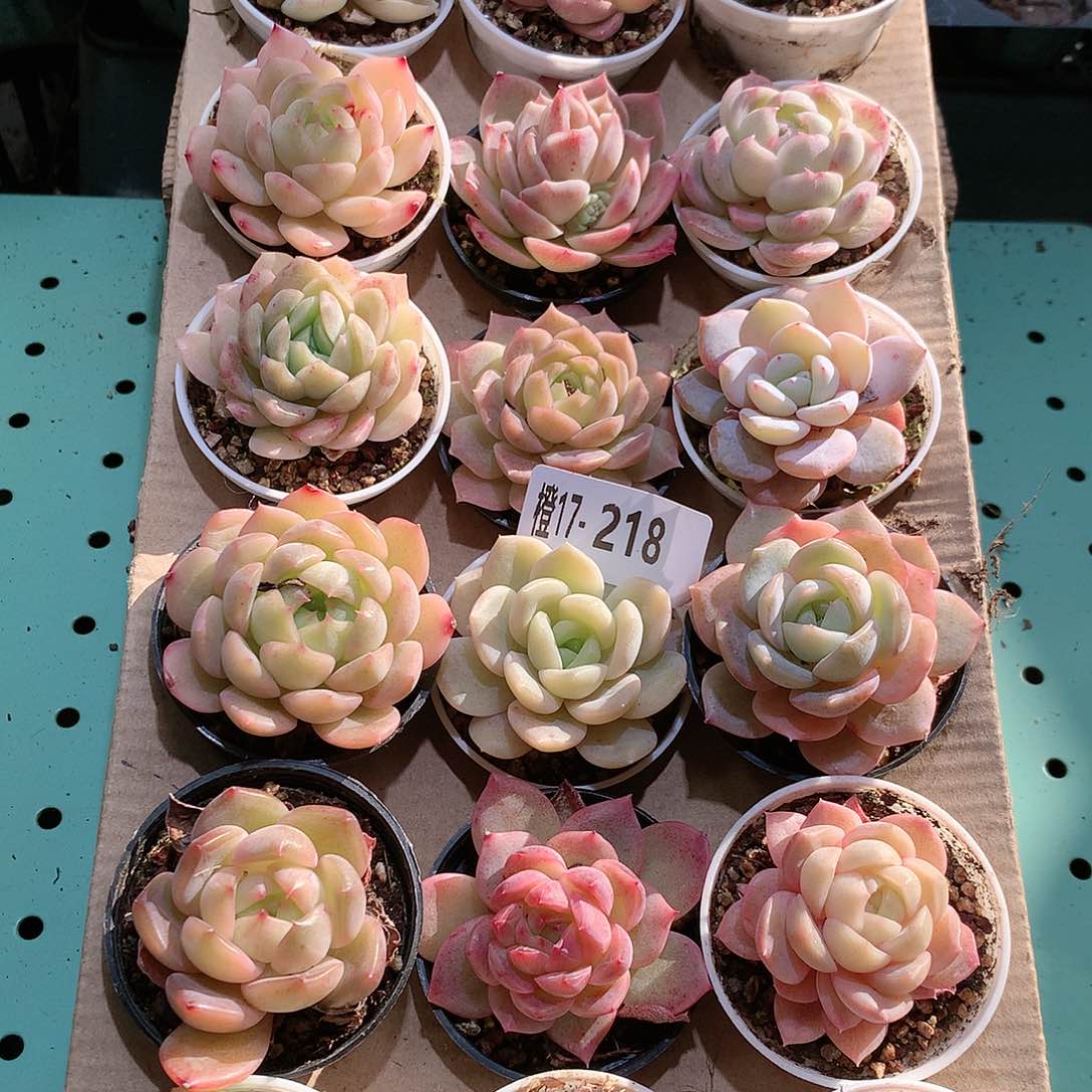 17-218一物一拍带盆18颗