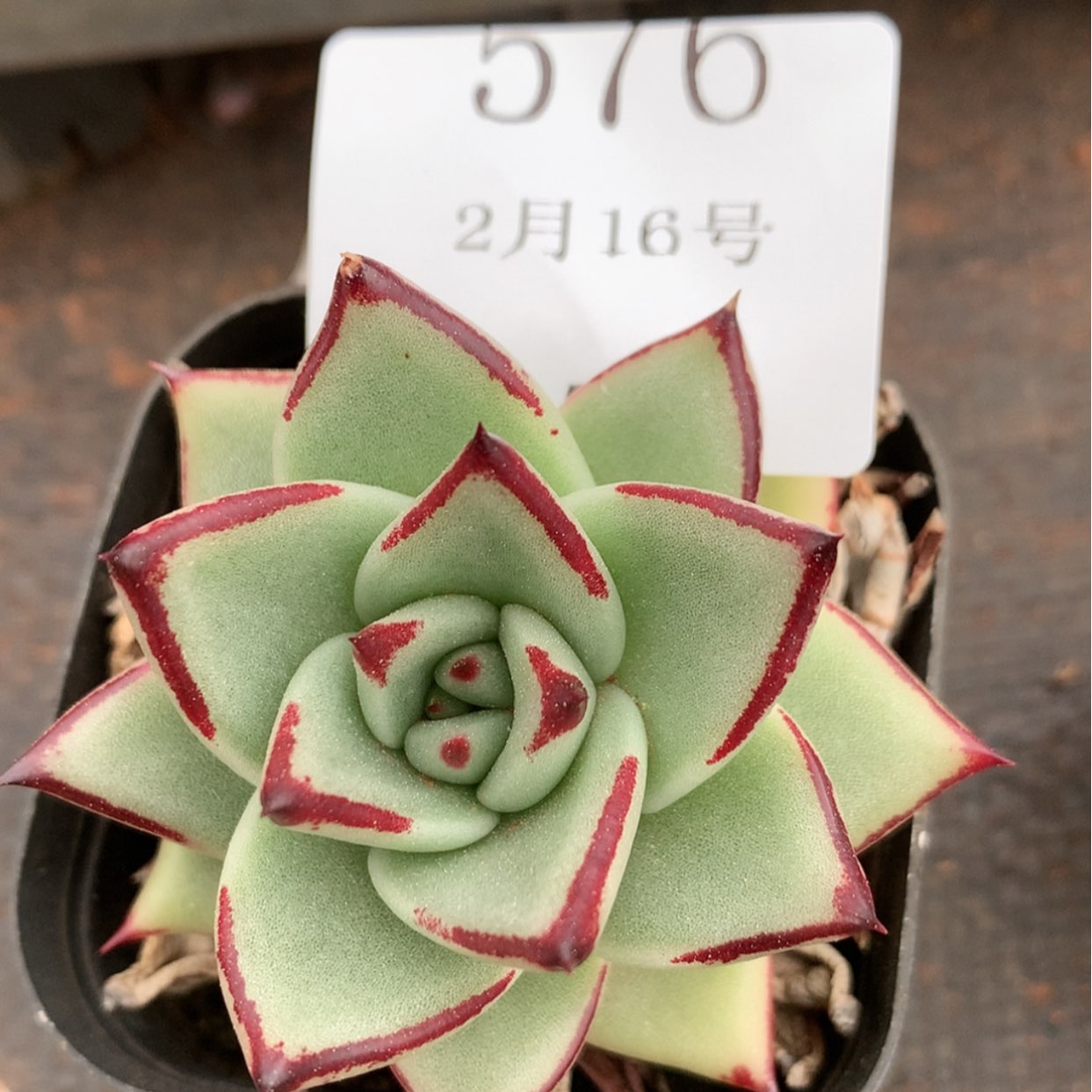 【闪购商品】云576