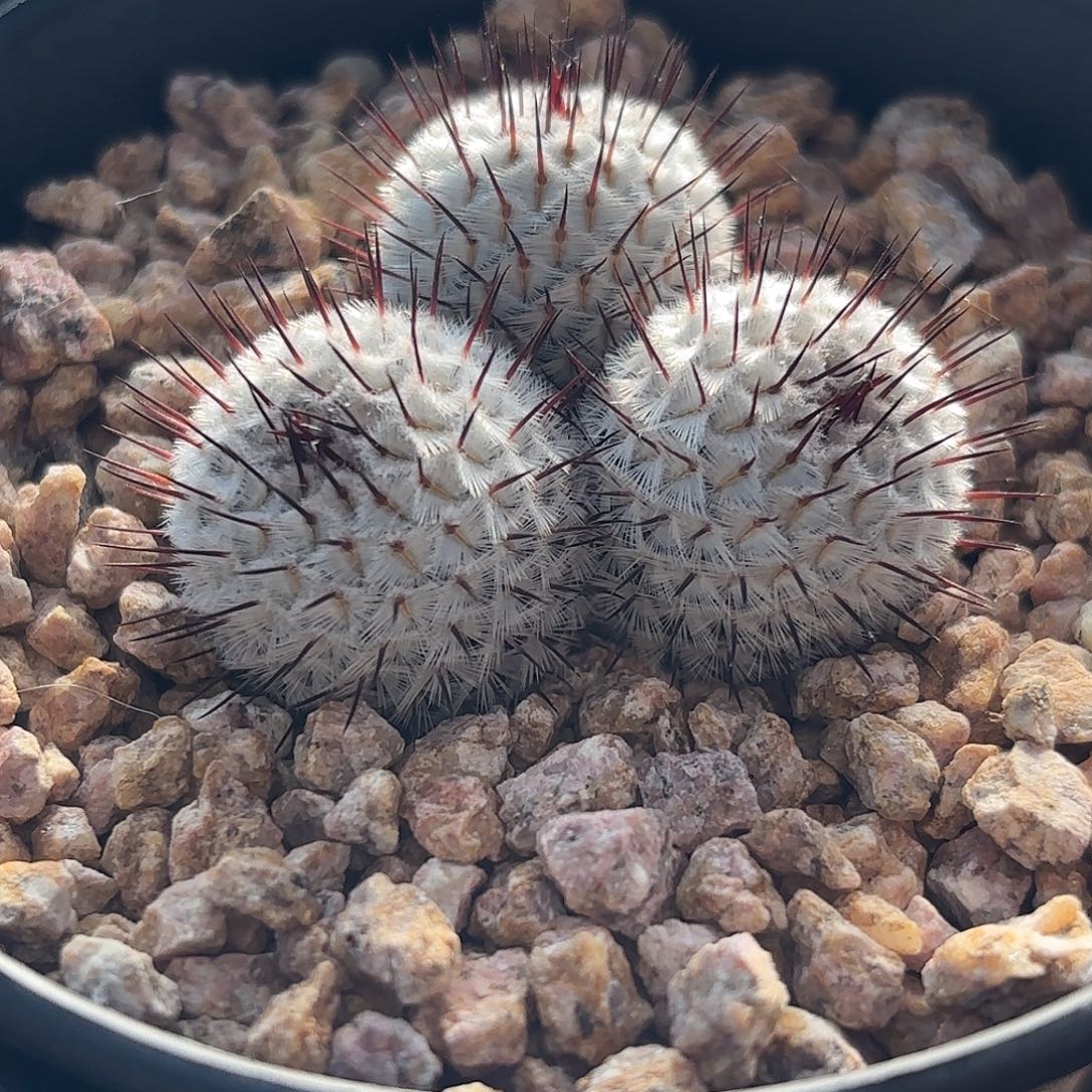 仙人球实生直刺佩雷