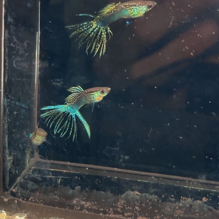 孔雀鱼黑金蕾丝俩对包邮