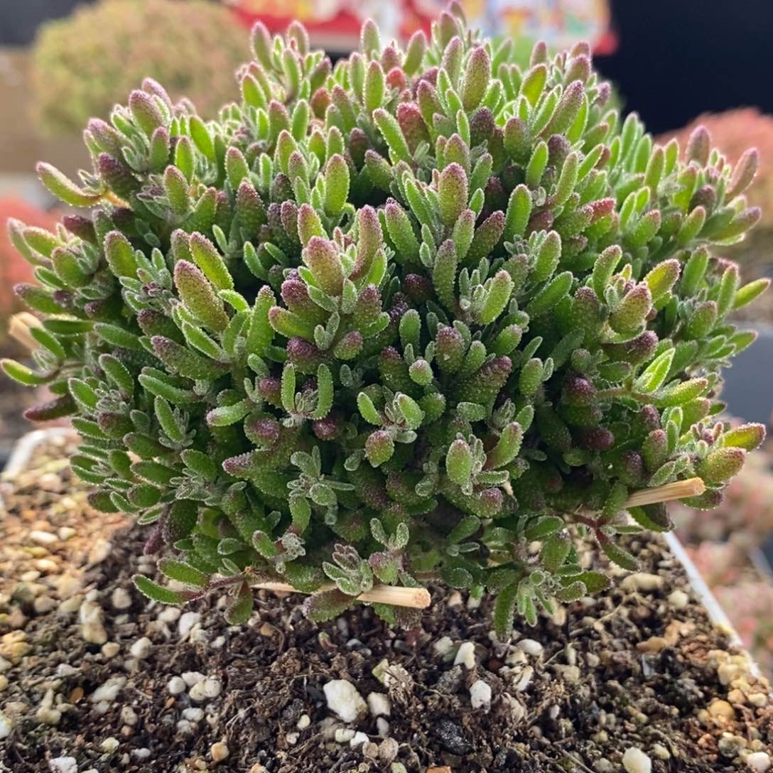 红麒麟6785枝干番杏