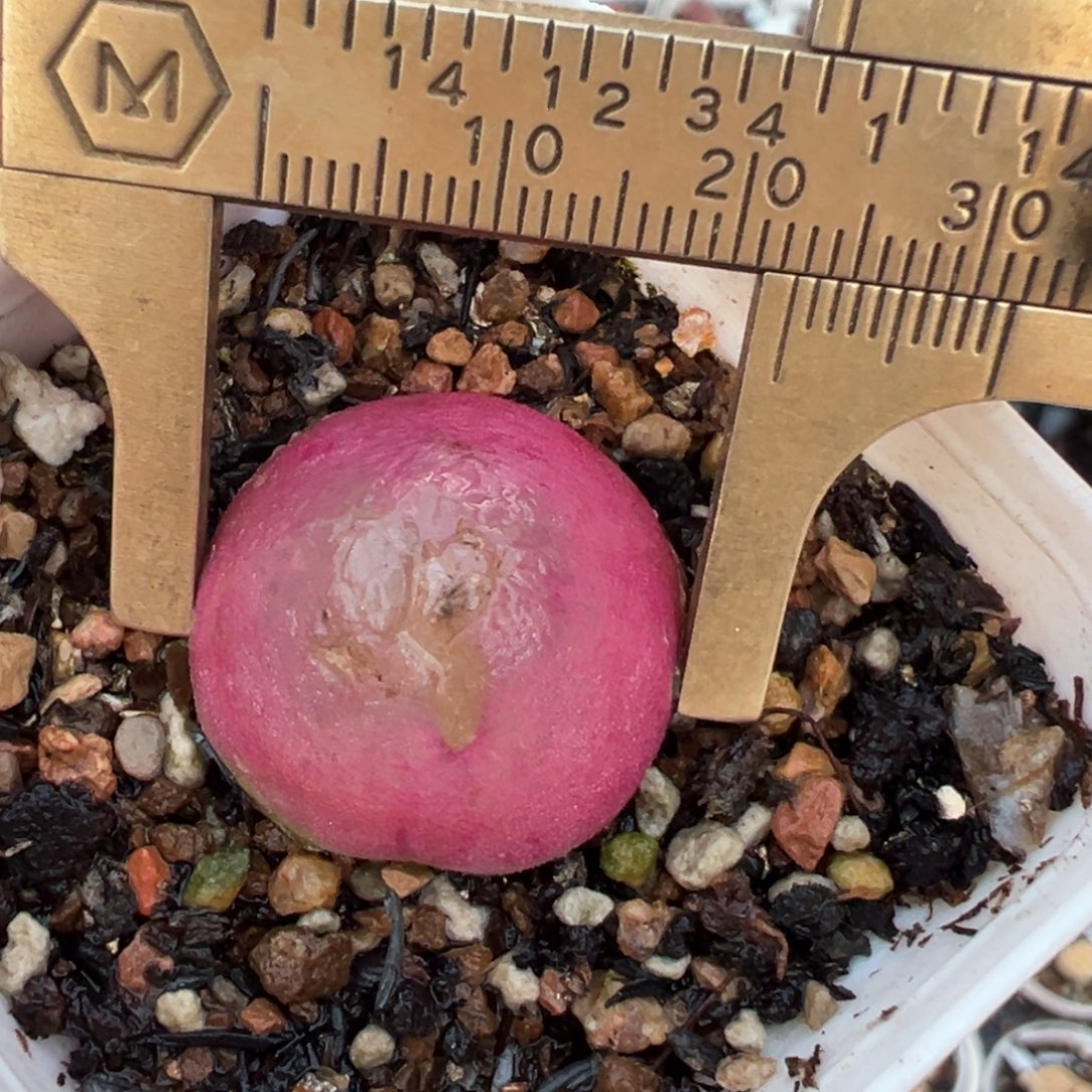 2.3厘米灯泡多肉百科