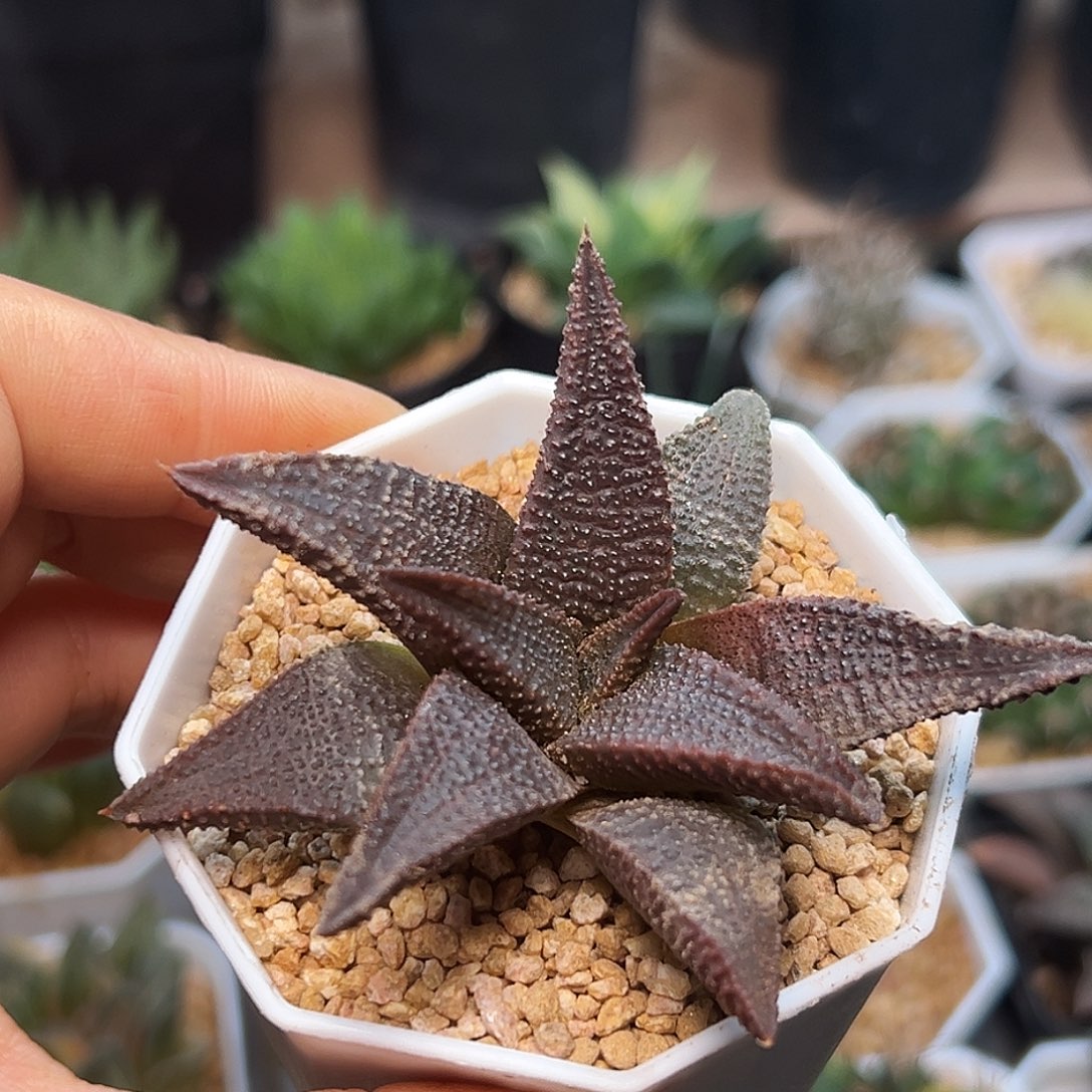 黑王寿硬叶十二卷一颗