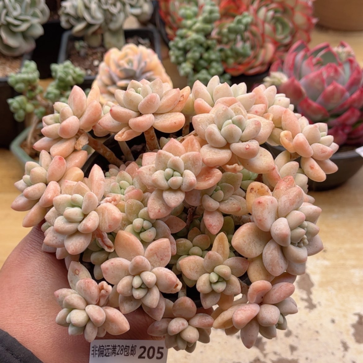 【闪购商品】205奶酪蛋糕