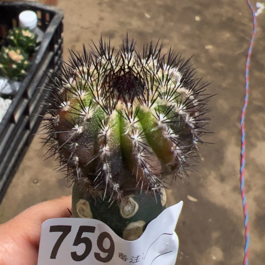 尤波球锦仙人球759