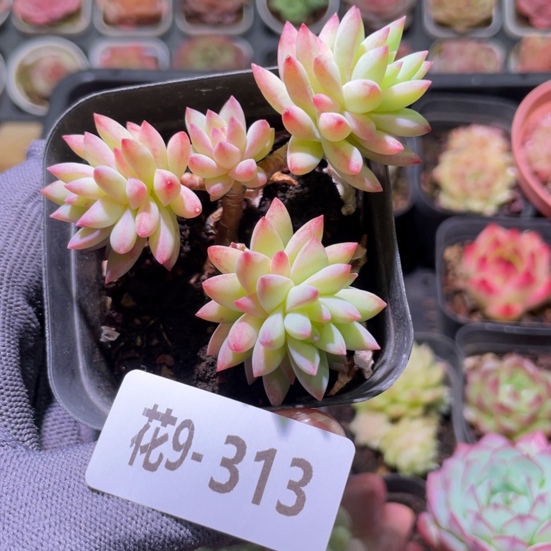 花利美9-313树冰 