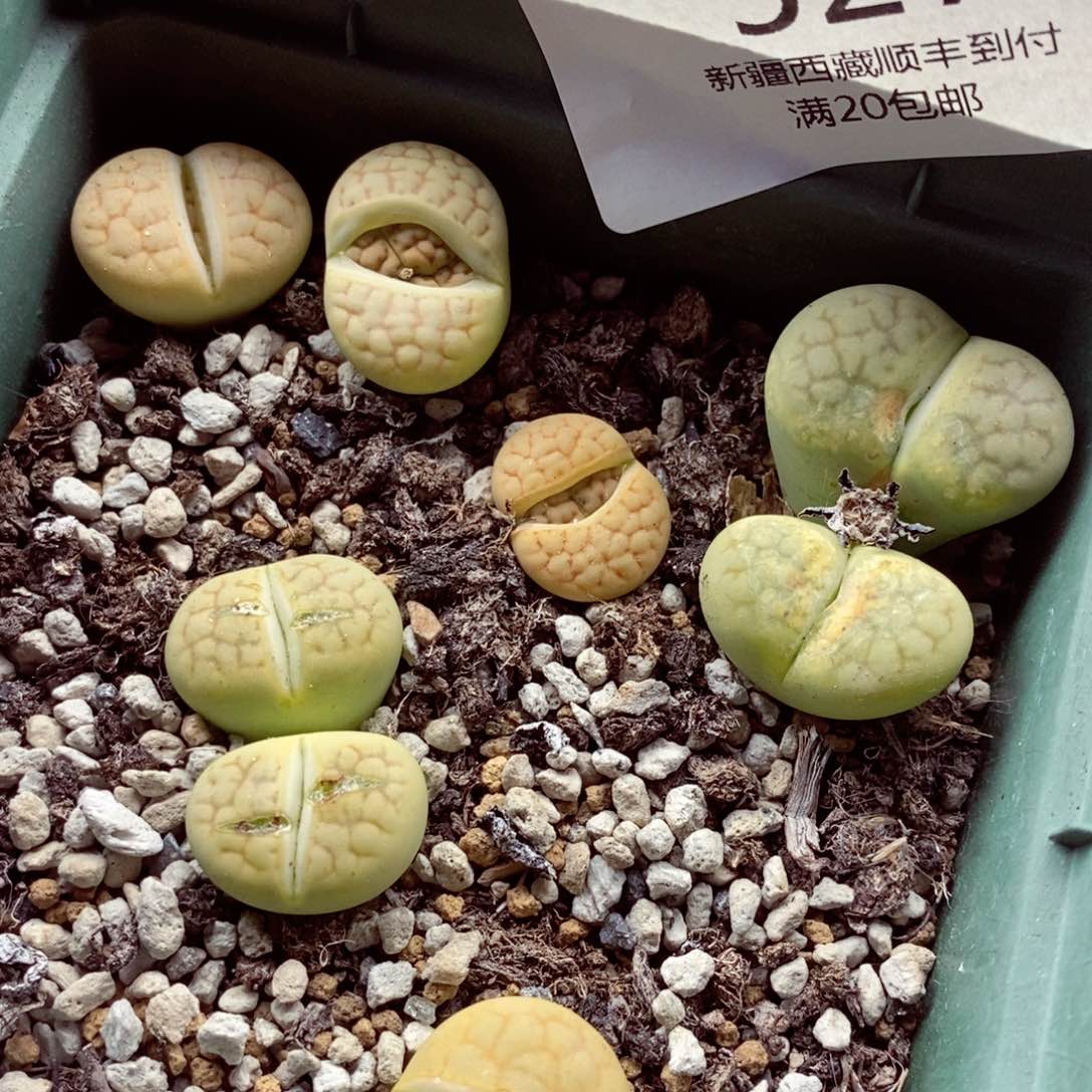 我的小姐姐们都是我527