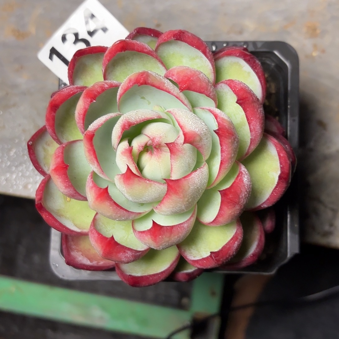 134惊鸿一看包邮包邮