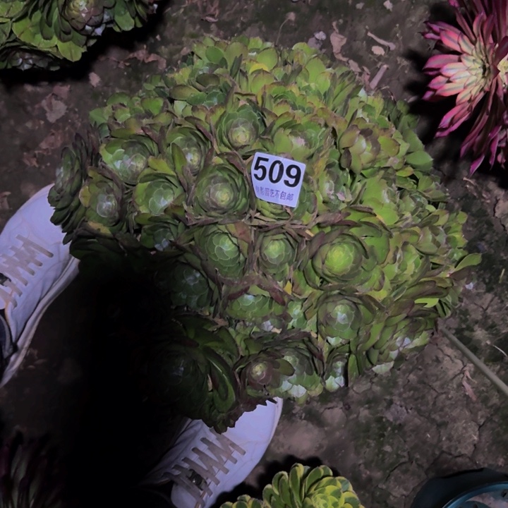 万圣节花29-5包邮花花