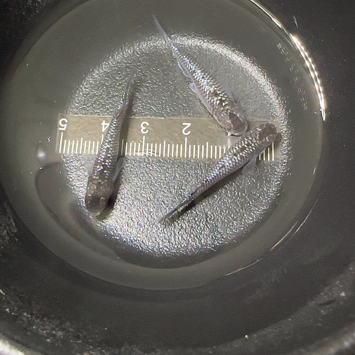 青鳉鱼观背青鱂09