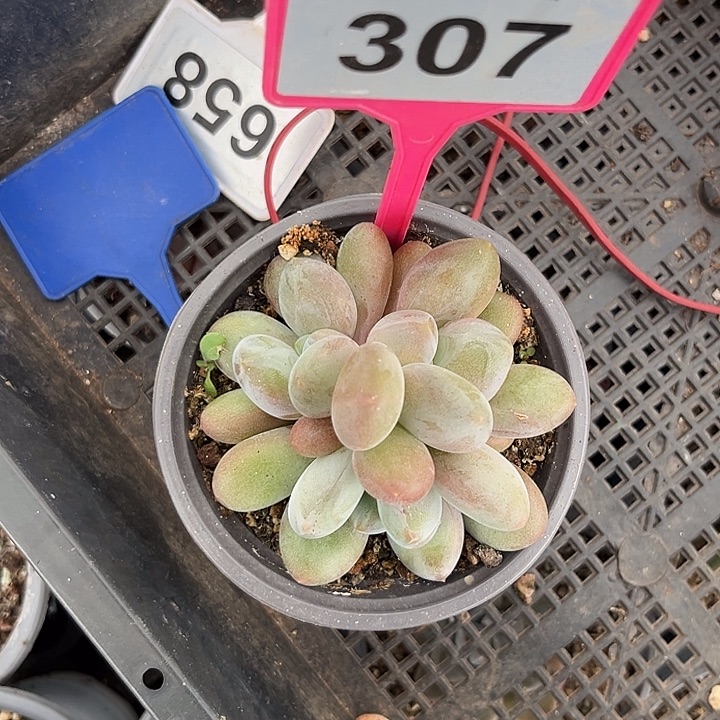 多肉植物胖体x系307