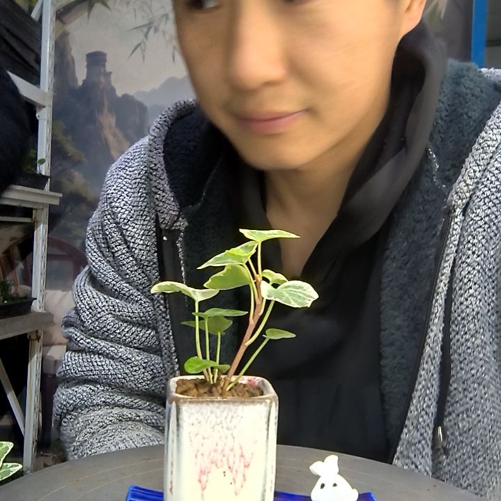 希*中青园艺一物一拍23