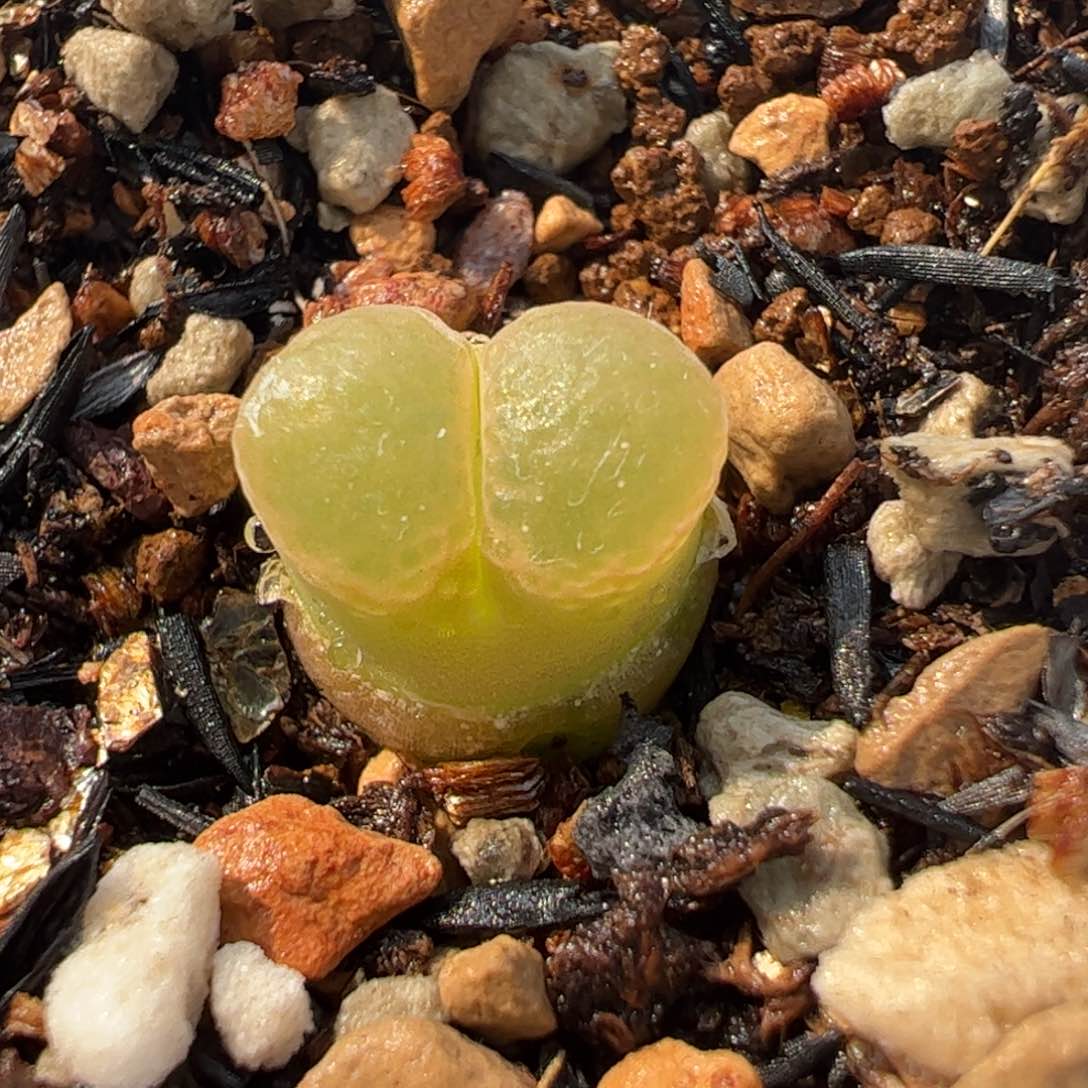 163多肉植物组合