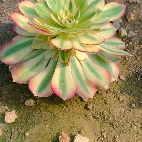 931倾城多肉植物