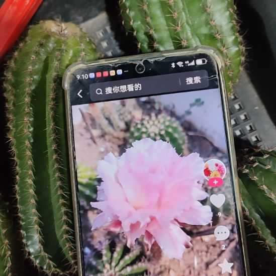 仙人球彩草洛桑侧芽