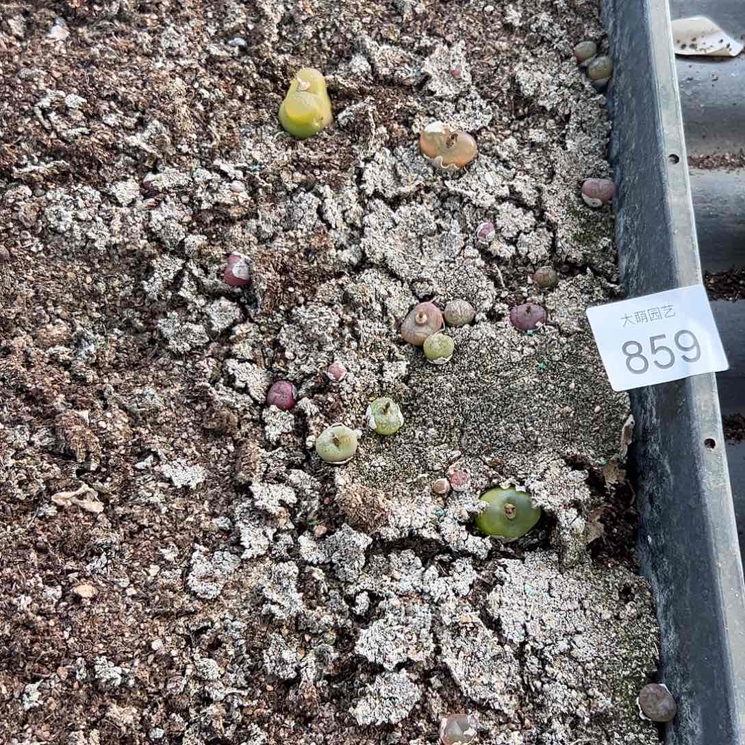 清框脱土发。     859