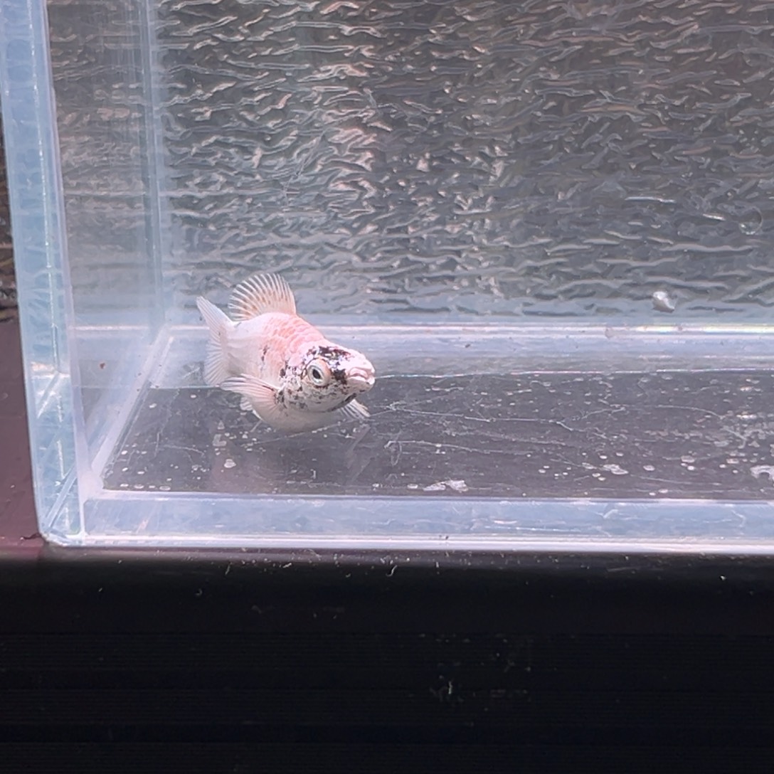 孔雀鱼玛丽鱼一条母