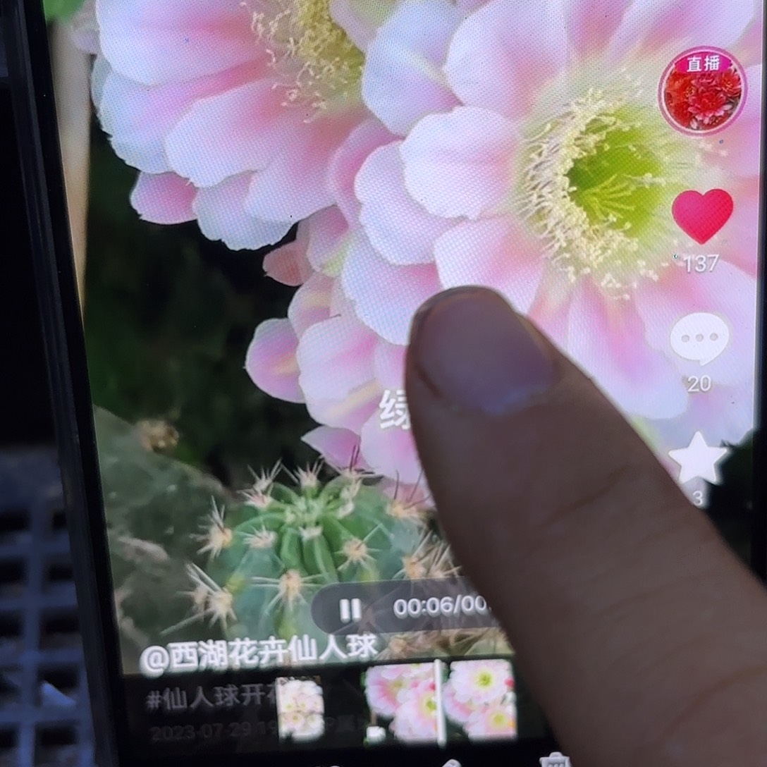 2颗绿姬侧牙20包邮仙人球56
