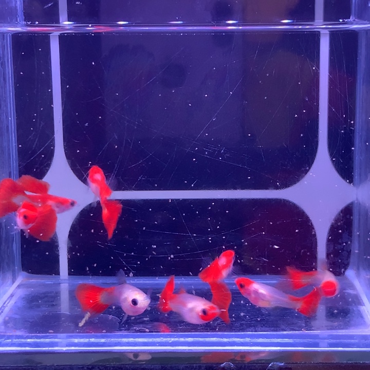 孔雀鱼红头玻璃猫清缸8条