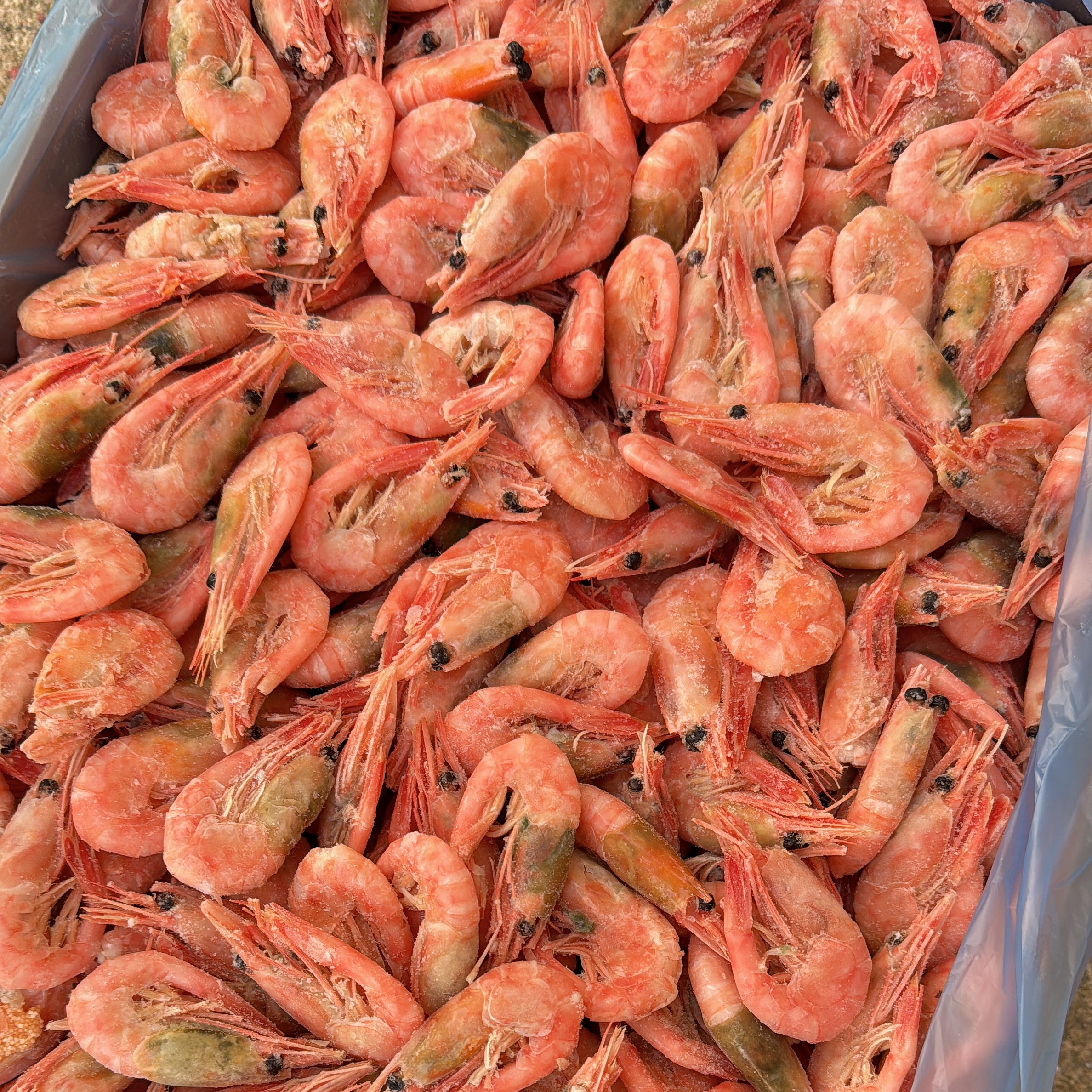 北极虾6斤   有部分青黑头 北极甜虾只发辽宁省内